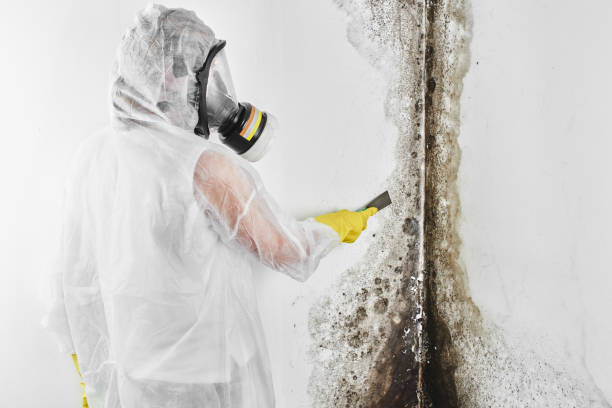 Best DIY Mold Remediation Support Services in Spanish Fort, AL