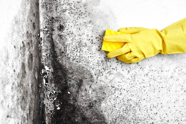 Professional Mold Remediation in Spanish Fort, AL