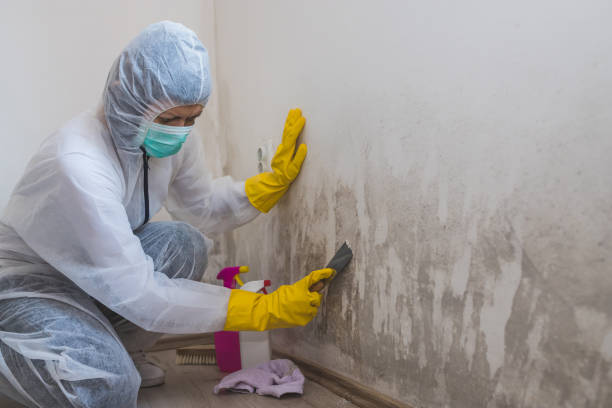 Best Industrial Mold Remediation in Spanish Fort, AL
