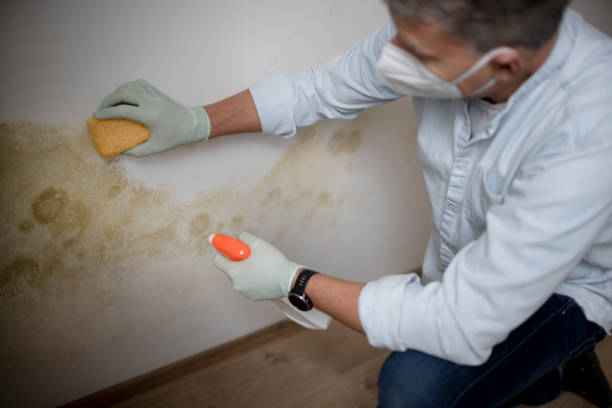 Best Post-Flood Mold Remediation in Spanish Fort, AL