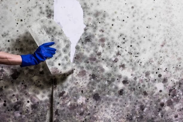 Best White Mold Remediation in Spanish Fort, AL